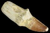 Fossil Mosasaur (Prognathodon) Tooth - Composite Root? #163908-1